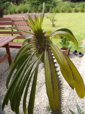 palme.jpg