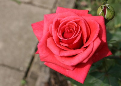 garten4.jpg