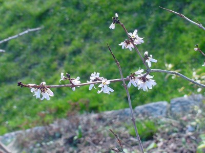 weiße Forsythie Ast.jpg