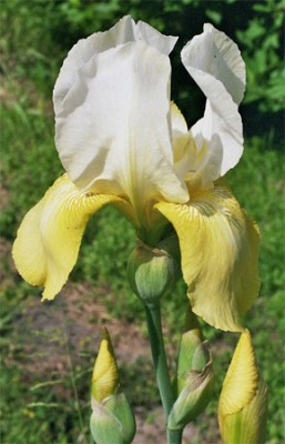 Iris8.jpg