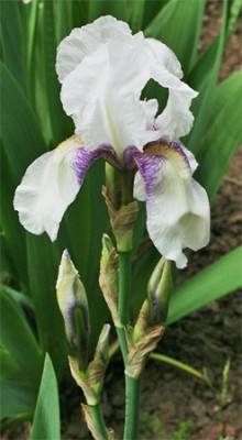 Iris6.jpg