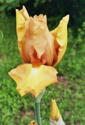 Iris5.jpg