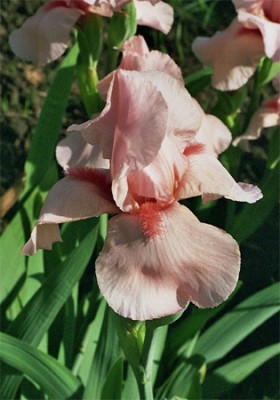 Iris4.jpg