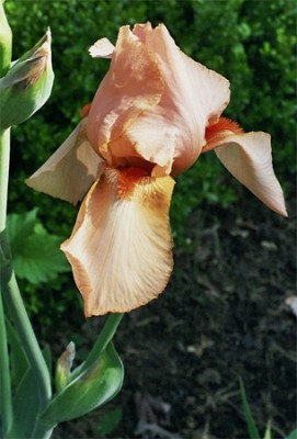 Iris3.jpg