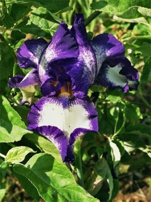 Iris1.jpg
