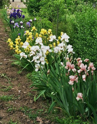 Iris01.jpg