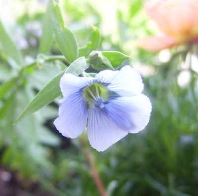 Kleine Prinzessin 030m.jpg
