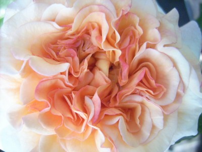 Iris 103.jpg