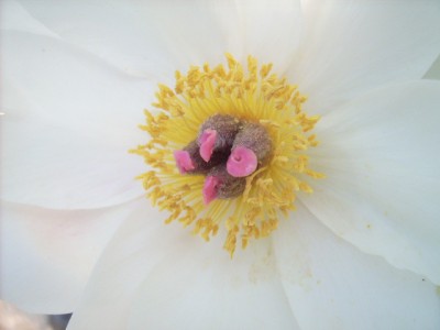 Iris 093.jpg