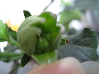 hibiskuskapsel 1.JPG