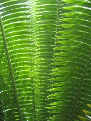 dioon spinulosum 4.JPG