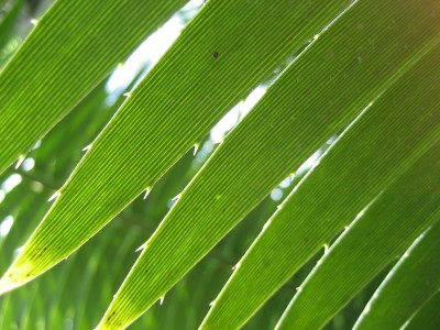 dioon spinulosum 2.JPG