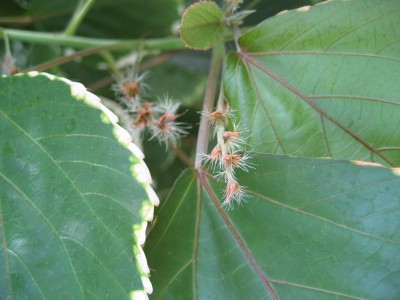 acalypha wilkesiana 2.JPG