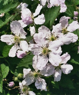 Strauchbrombeere3.jpg