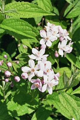 Deutzia - Mont Rose 1  -.jpg