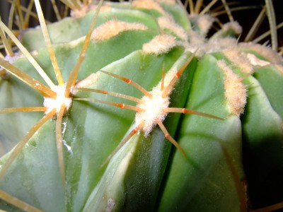 DSCF0663.jpg