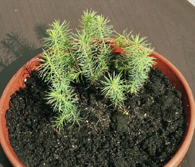 Picea omorika.jpg