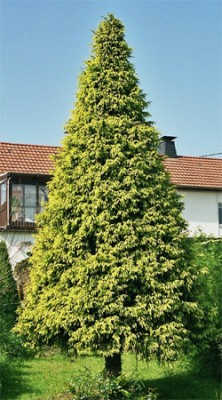 Picea orientalis 'Aurea'1.jpg