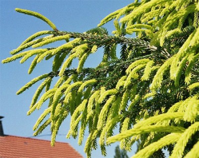 Picea orientalis 'Aurea'2.jpg