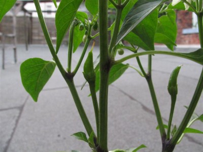 IMG_7234 (Large).JPG