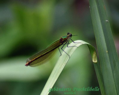gebänderte Prachtlibelle - Weibchen w.jpg