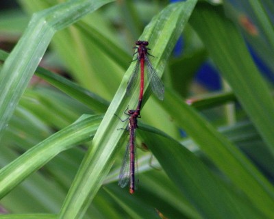 Libellentandem w.jpg