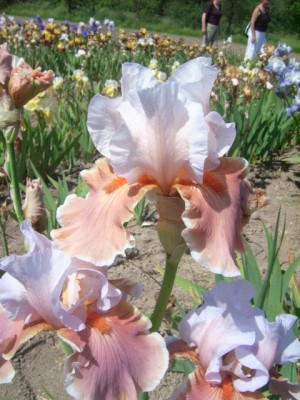 Magharee Blyth 86.jpg