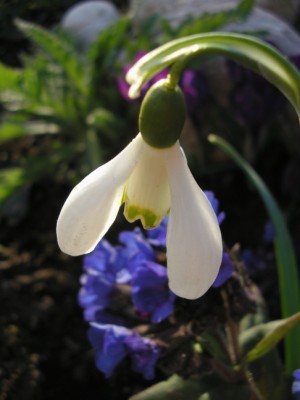 galanthus.JPG