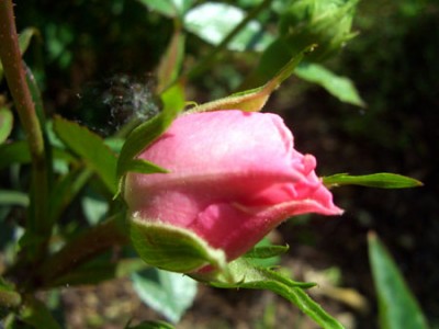 makro_rose2.jpg