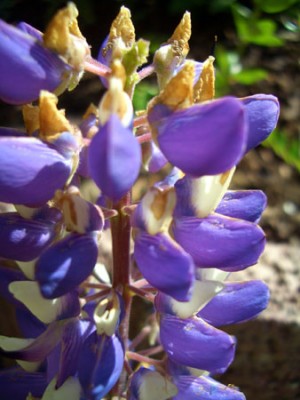 makro_lupine.jpg