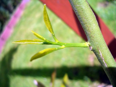 lime.jpg