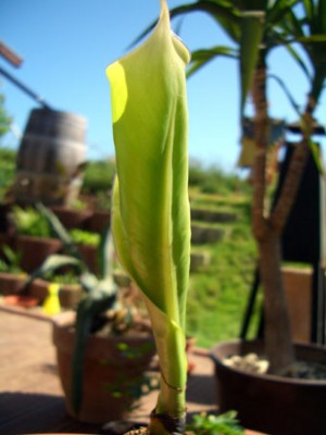 musa.jpg