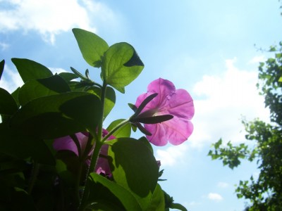 Kleine Prinzessin 024m.jpg