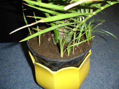 Phoenix Canariensis mit Gras (Small).JPG