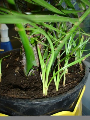Gras oder junge Phoenix Canariensis.JPG