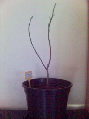 ABCD0012.JPG