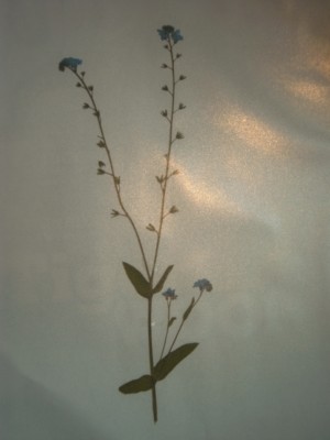 IMAG0878.JPG