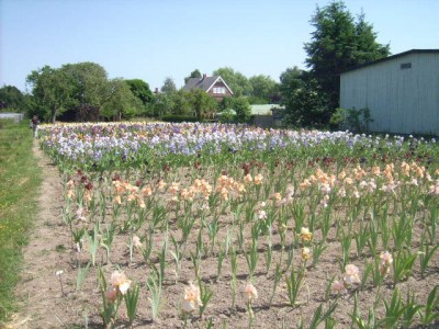 Iris 067.jpg