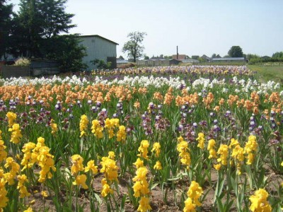 Iris 017.jpg