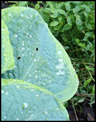 Waterdrops4.jpg