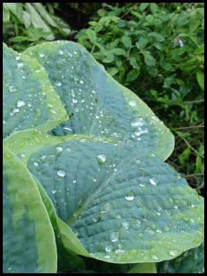 Waterdrops3.jpg