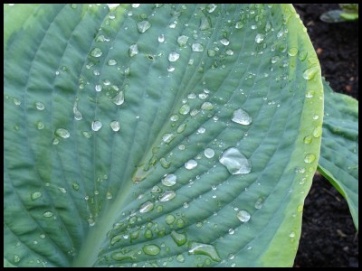 Waterdrops2.jpg