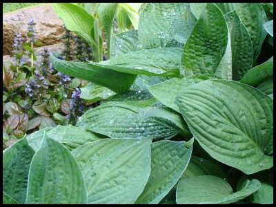 Waterdrops1.jpg