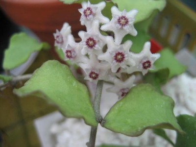 Hoya Kanyakumariana.JPG