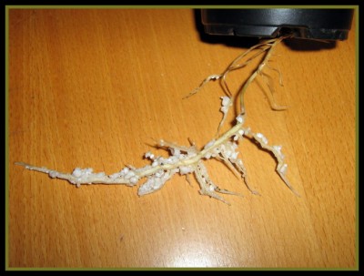 Schefflera-Ablegerwurzel.JPG