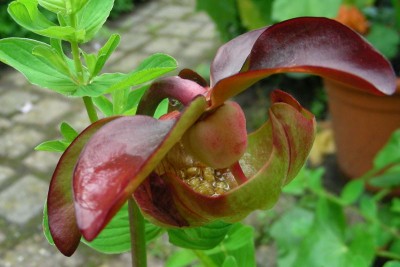 gibt sicher Samen w.jpg