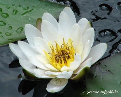 1. Seerose w.jpg