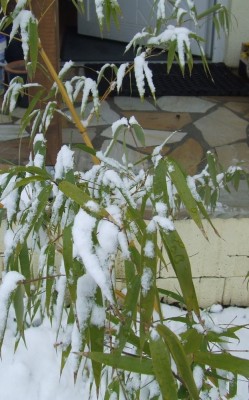 Schneebambus.jpg