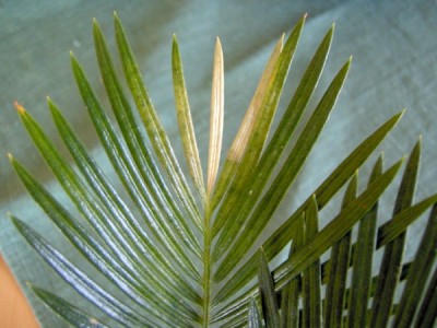 Palmfarn_1_600x450.JPG