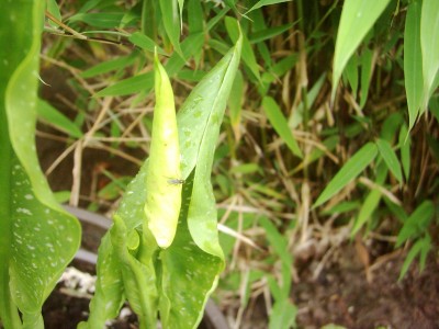 Pflanzen 2008 009.jpg